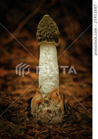 Mushroom - Common Stinkhorn - Phallus Impudicus Mushroom - Common Stinkhorn - Phallus Impudicus 25451697
