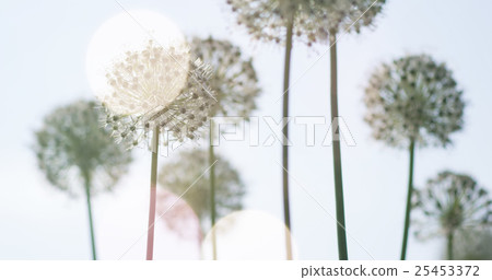 White Allium circular globe shaped flowers blow in 25453372