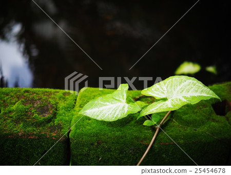 wetland creeping plant in garden outdoor on moss wetland creeping plant in garden outdoor on moss 25454678