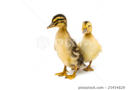 small geese isolated 25454829