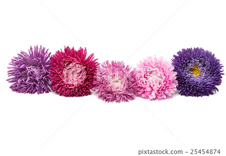 aster flowers 25454874