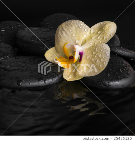 spa set of yellow orchid (phalaenopsis) zen stones spa set of yellow orchid (phalaenopsis) zen stones 25455120
