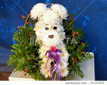 Or Yehuda the chrysanthemum dog 2010 Or Yehuda the chrysanthemum dog 2010 25455801