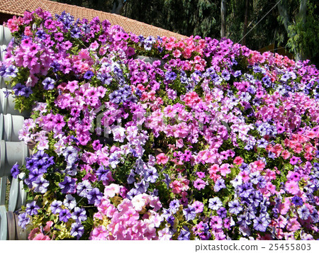 Ramat Gan Park the Petunia 2010 Ramat Gan Park the Petunia 2010 25455803