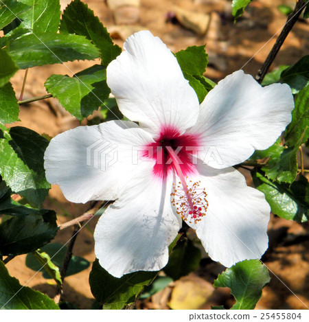 Ramat Gan Wolfson Park white Hibiscus 2010 Ramat Gan Wolfson Park white Hibiscus 2010 25455804