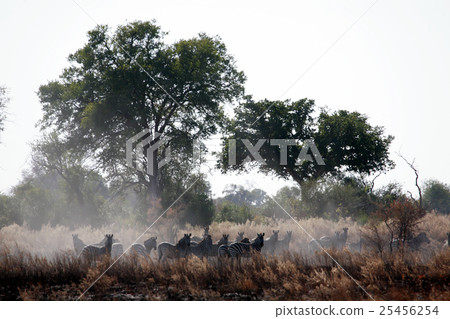 Zebras in Botswana Zebras in Botswana 25456254
