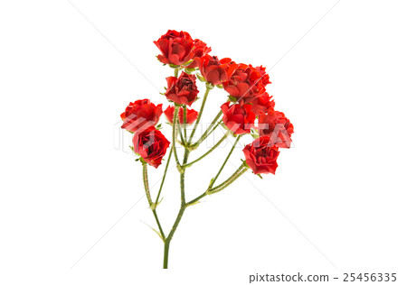 little red roses 25456335