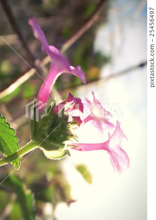 花 25456497