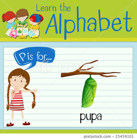 Flashcard letter P is for pupa Flashcard letter P is for pupa 25459101