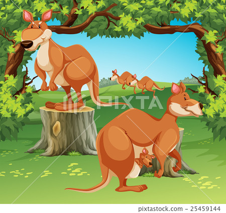 Kangaroos in the field 25459144