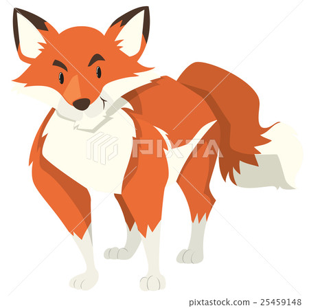 Wild fox on white background Wild fox on white background 25459148