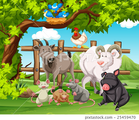 Farm animals living in the farm 25459470