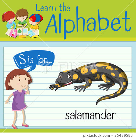 Flashcard letter S is for salamander Flashcard letter S is for salamander 25459593