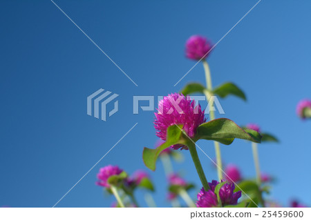 Sennichikou花 25459600