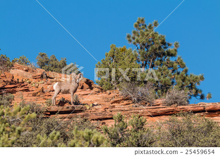 Desert Bighorn Sheep Ram Desert Bighorn Sheep Ram 25459654