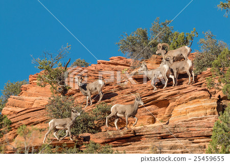 Desert bighorn Sheep in Rut 25459655