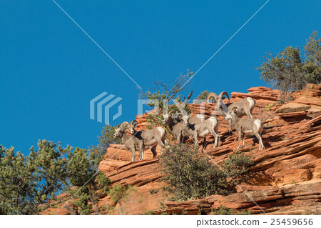 Desert bighorn Sheep in Rut Desert bighorn Sheep in Rut 25459656