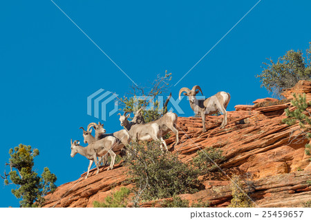 Desert bighorn Sheep in Rut Desert bighorn Sheep in Rut 25459657