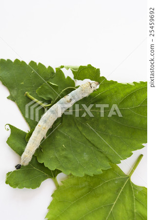 Observation of silkworm 25459692