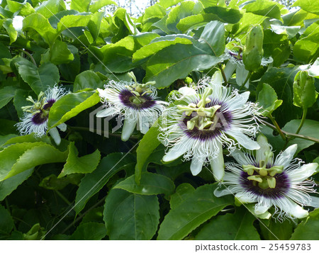 百香果盛開的鮮花 25459783