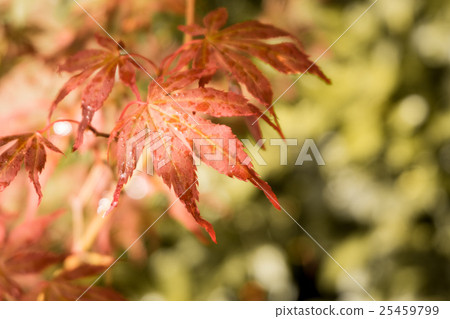 Japanese red maple leaves Autumn fall season color Japanese red maple leaves Autumn fall season color 25459799