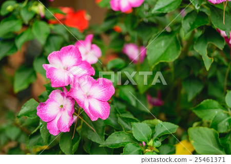 Beautiful pink flower Beautiful pink flower 25461371