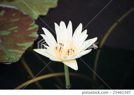 Lotus Flower with bee Lotus Flower with bee 25461397