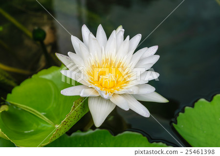 White lotus flower White lotus flower 25461398