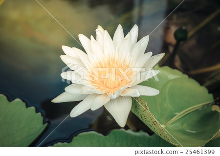 White lotus flower White lotus flower 25461399