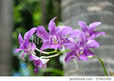 Purple orchids flower Purple orchids flower 25461400