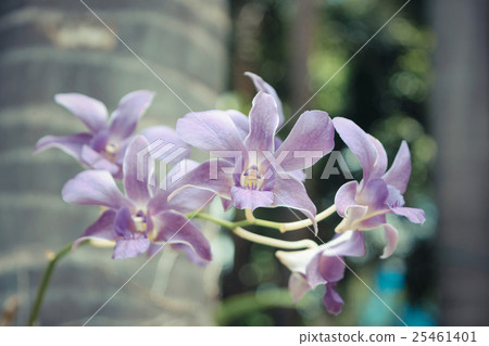 Purple orchids flower Purple orchids flower 25461401