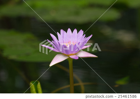 Lotus flower purple color 25461586