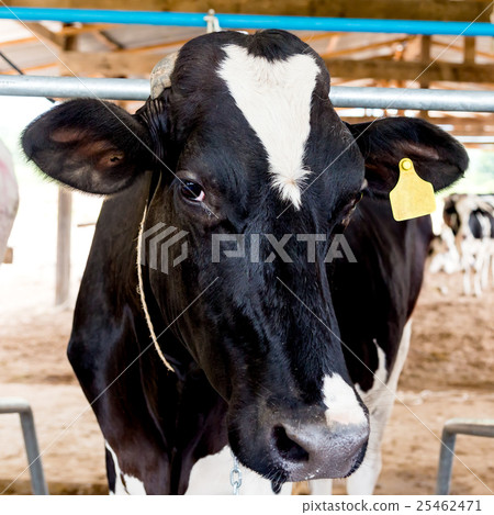 milch cows close up milch cows close up 25462471