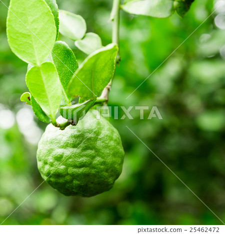 Kaffir Lime on tree 25462472