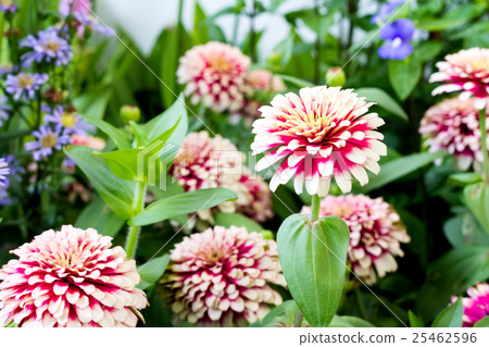 Zinnia flowers in the garden Zinnia flowers in the garden 25462596