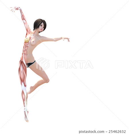 Female dissection muscle 3DCG illustration material 25462632