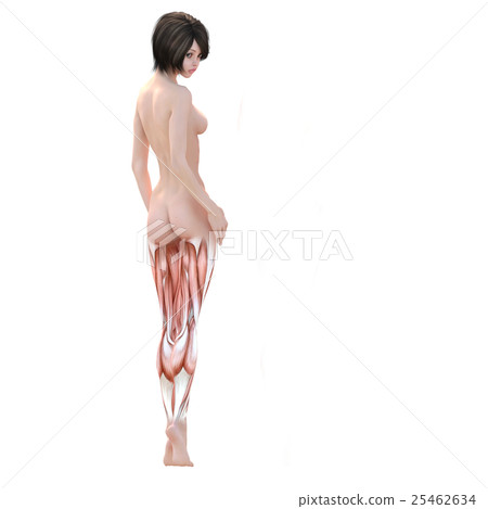 女性解剖肌肉3DCG例證材料 女性解剖肌肉3DCG例證材料 25462634