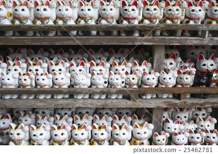 Luckiest cat 5 25462781