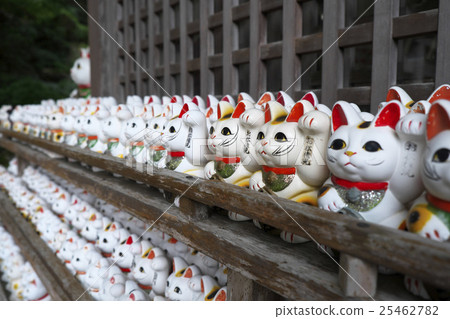 Luckiest cat 6 25462782