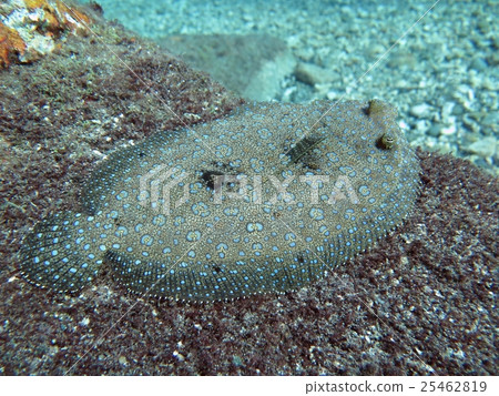 Lanyu diving Lanyu diving 25462819