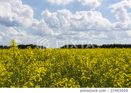 Canola crop farm field during summer 25463089