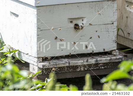 Honey bees entering and exiting a hive 25463102