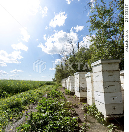 Bee hives on the edge of a farm field 25463157