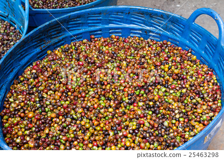 Coffee beans through attrition seeds in a basket Coffee beans through attrition seeds in a basket 25463298