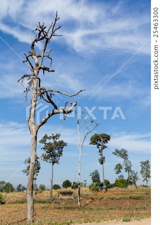 Dead tree standing amid Drought include path Dead tree standing amid Drought include path 25463300