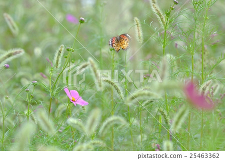 Cosmos field gruel Cosmos field gruel 25463362