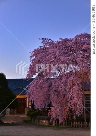 櫻花和舊學校建築(35) 櫻花和舊學校建築(35) 25463995
