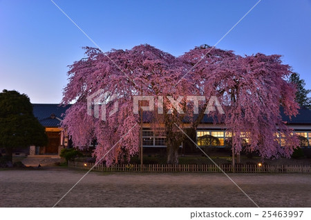 櫻花和舊學校建築(37) 櫻花和舊學校建築(37) 25463997