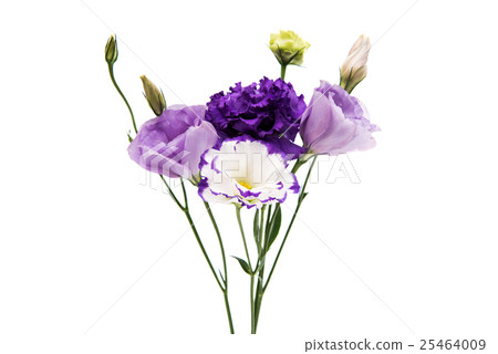eustoma flower eustoma flower 25464009