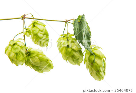 hop isolated 25464075